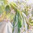 芙尔格林