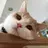 lazy_cat