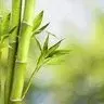 方竹：剑霄阁——粘液科技空岛一周目纪念
