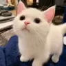 [AttributePlus] 8+法师基础属性包