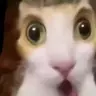 MeowPAPI静态PAPI库