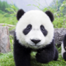 PandaCommand - 全世界最尊重熊猫的插件