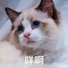 spark.Cat - 在sparkbridge2 中使用的 养猫系统娱乐插件